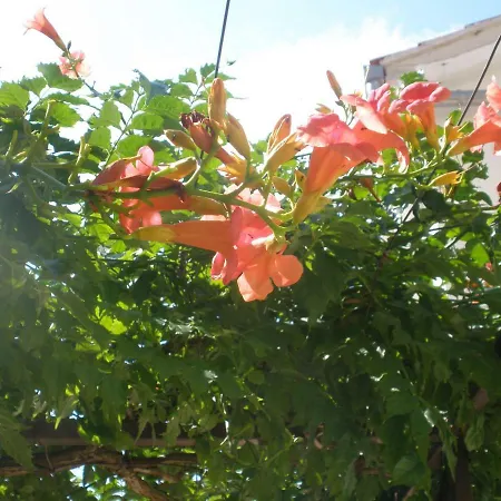 Jadran Apartman